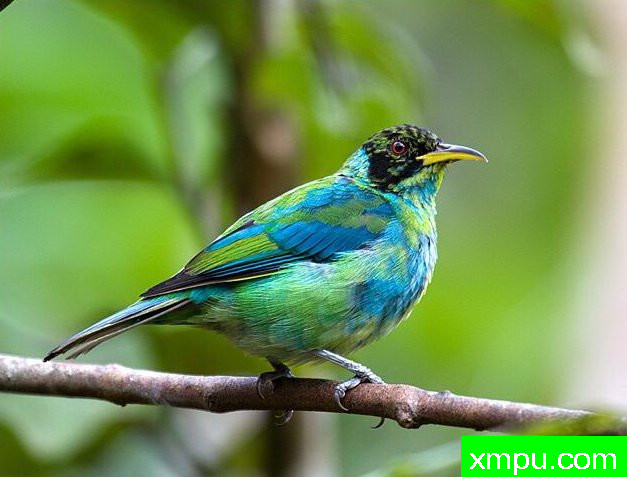 左绿蓝腹【墨西哥】