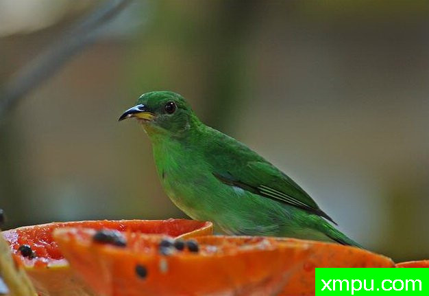 左绿蓝腹【墨西哥】