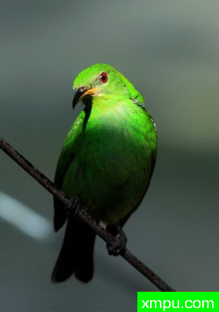 左绿蓝腹【墨西哥】