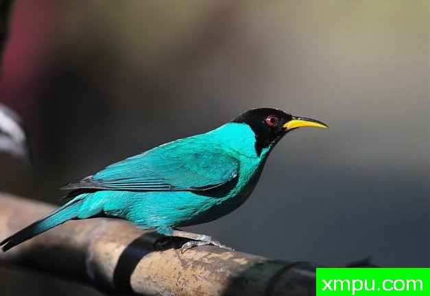 左绿蓝腹【墨西哥】