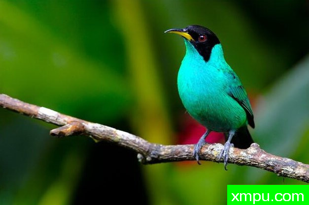 左绿蓝腹【墨西哥】