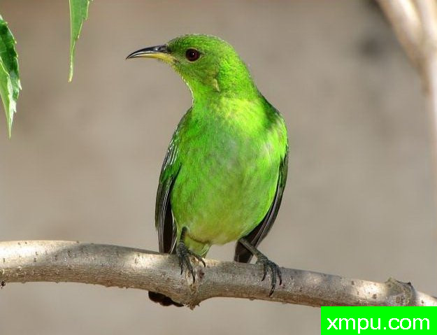 左绿蓝腹【墨西哥】