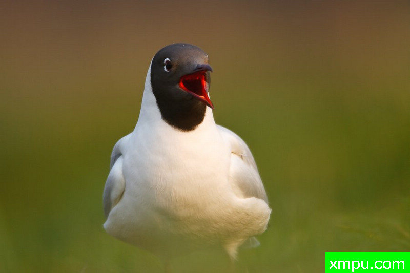 笑鸥---大自然的摄影大师--保罗（ZPFP）【波兰】摄影系列之