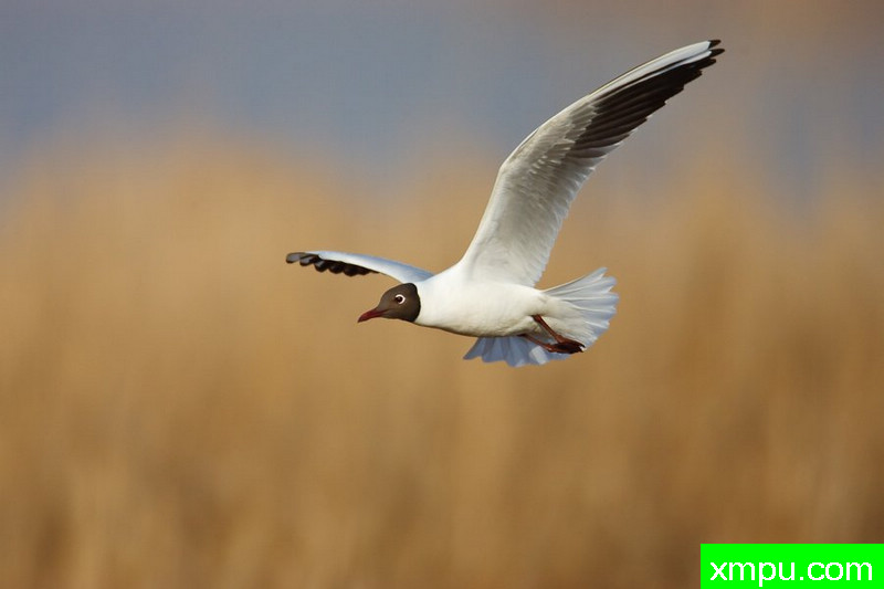 笑鸥---大自然的摄影大师--保罗（ZPFP）【波兰】摄影系列之