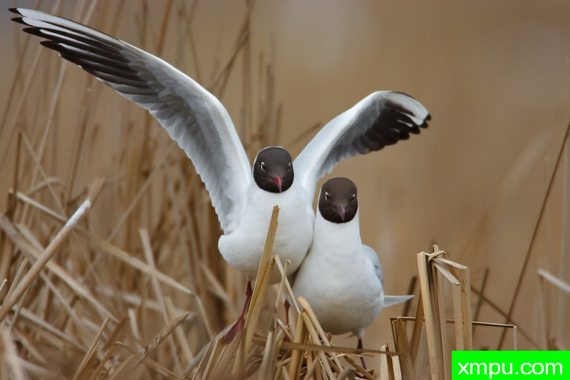笑鸥---大自然的摄影大师--保罗（ZPFP）【波兰】摄影系列之