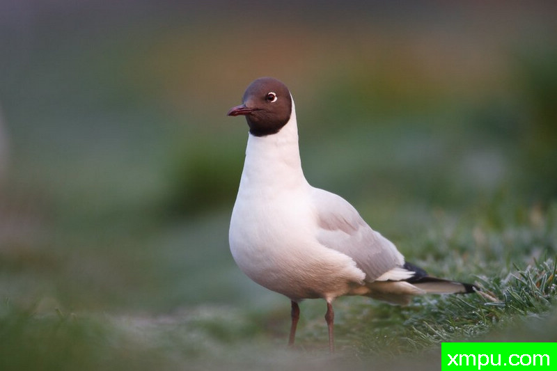 笑鸥---大自然的摄影大师--保罗（ZPFP）【波兰】摄影系列之