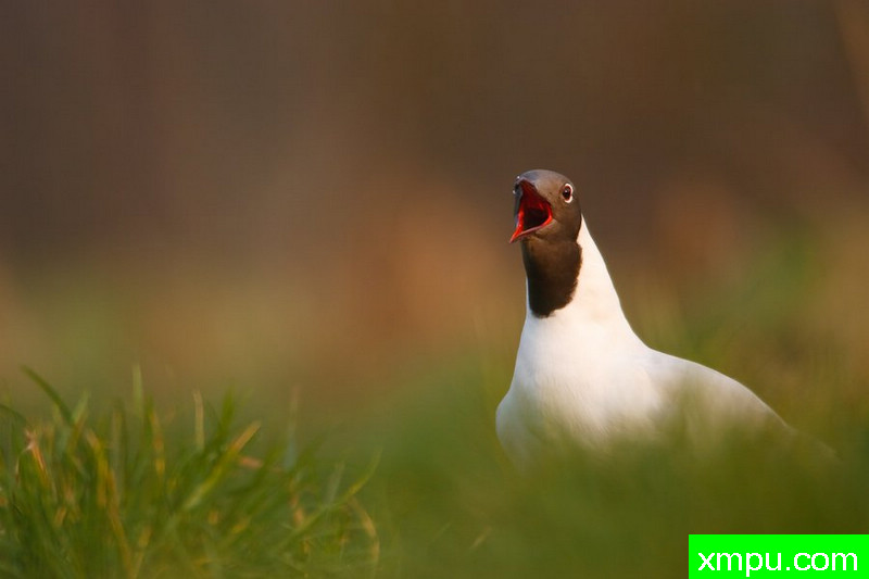 笑鸥---大自然的摄影大师--保罗（ZPFP）【波兰】摄影系列之