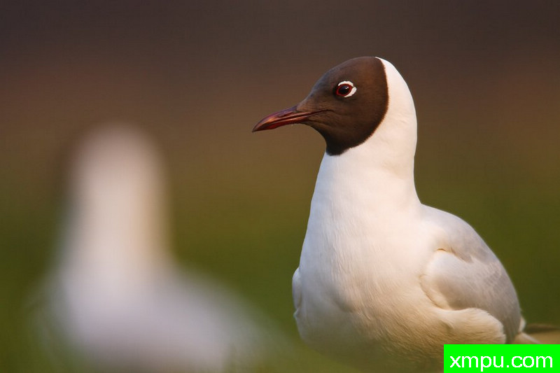 笑鸥---大自然的摄影大师--保罗（ZPFP）【波兰】摄影系列之