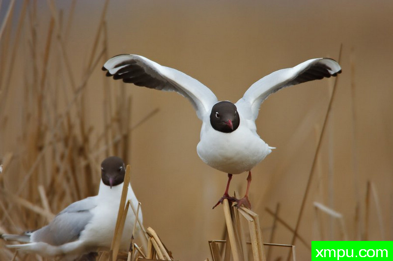 笑鸥---大自然的摄影大师--保罗（ZPFP）【波兰】摄影系列之
