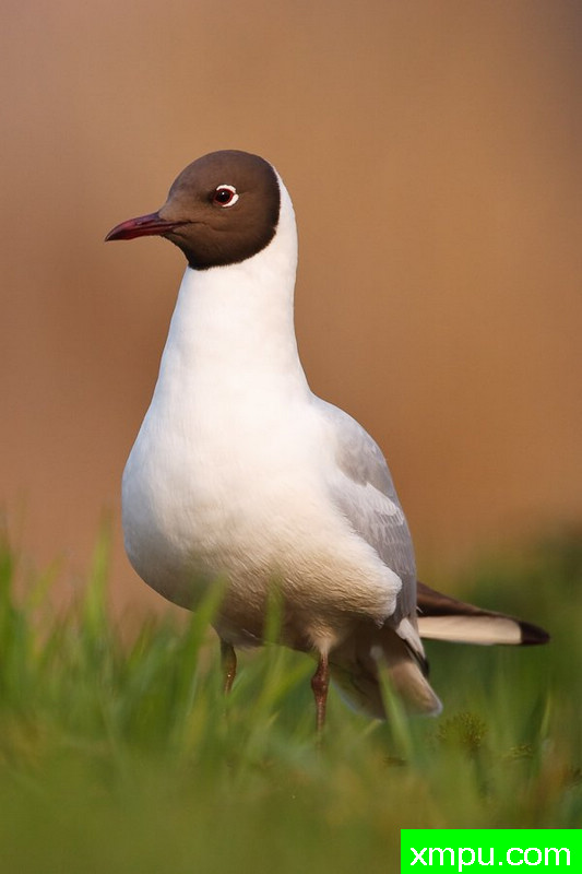 笑鸥---大自然的摄影大师--保罗（ZPFP）【波兰】摄影系列之
