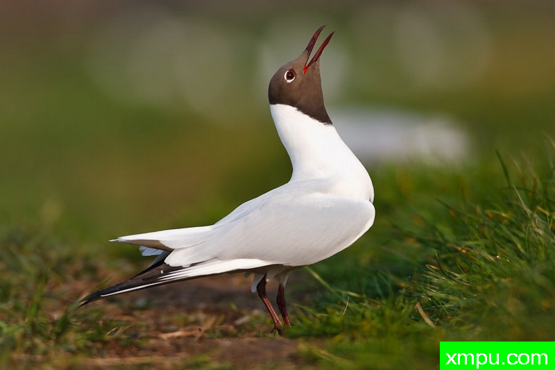 笑鸥---大自然的摄影大师--保罗（ZPFP）【波兰】摄影系列之