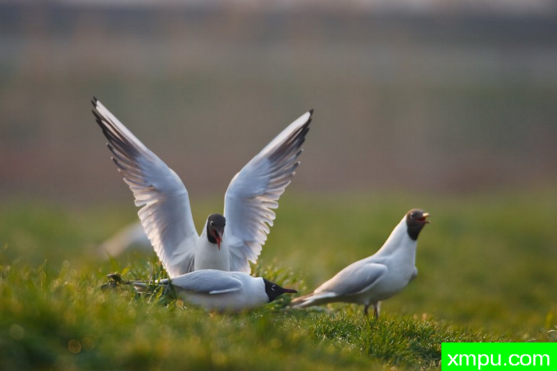 笑鸥---大自然的摄影大师--保罗（ZPFP）【波兰】摄影系列之