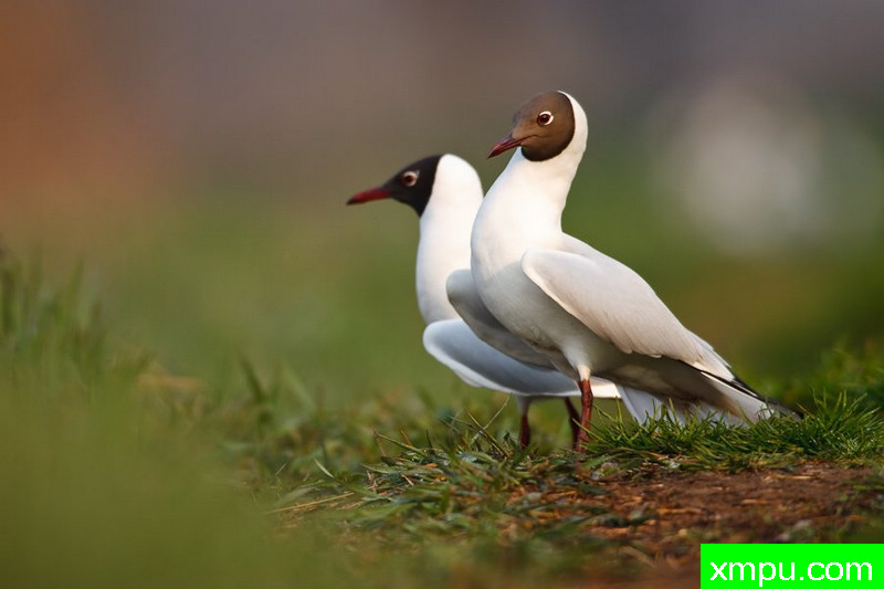 笑鸥---大自然的摄影大师--保罗（ZPFP）【波兰】摄影系列之