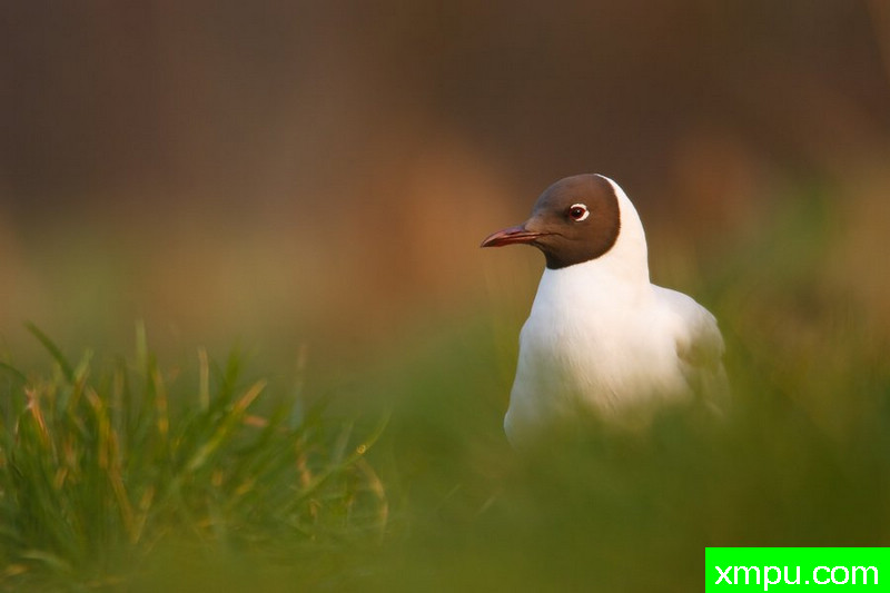 笑鸥---大自然的摄影大师--保罗（ZPFP）【波兰】摄影系列之