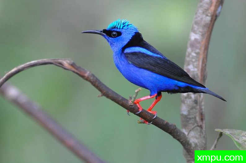 左蓝红腿蜂鸟【南美洲】