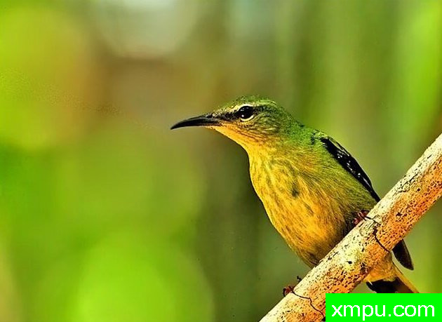 左蓝红腿蜂鸟【南美洲】