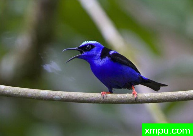 左蓝红腿蜂鸟【南美洲】