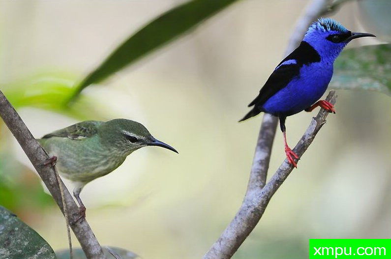 左蓝红腿蜂鸟【南美洲】