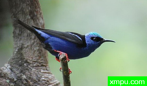 左蓝红腿蜂鸟【南美洲】