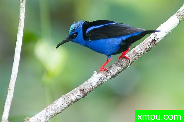 左蓝红腿蜂鸟【南美洲】