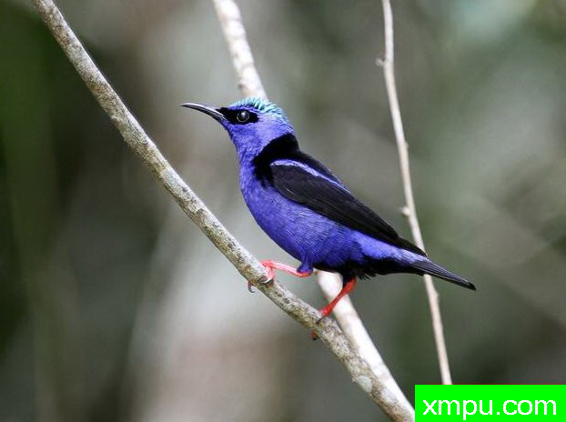 左蓝红腿蜂鸟【南美洲】