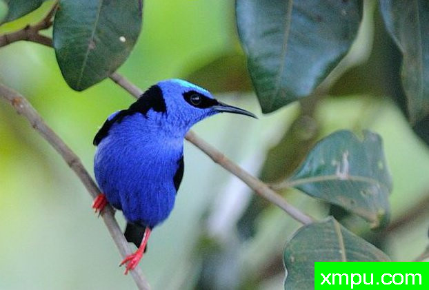 左蓝红腿蜂鸟【南美洲】