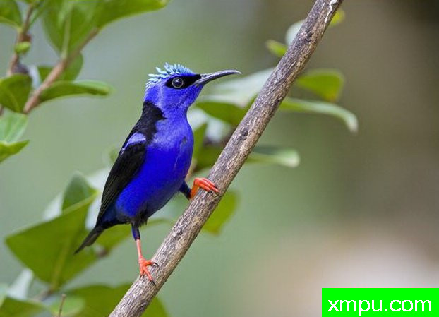 左蓝红腿蜂鸟【南美洲】