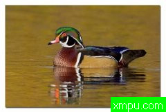 水禽---[加拿大]野外摄影师格伦巴特利摄影系列