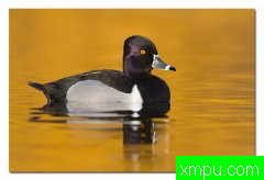 水禽---[加拿大]野外摄影师格伦巴特利摄影系列