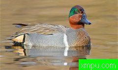 水禽---[加拿大]野外摄影师格伦巴特利摄影系列