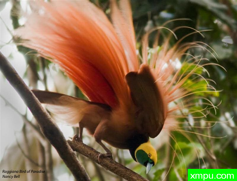 天堂红饰羽毛鸟