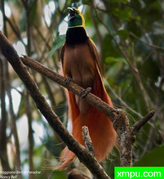 天堂红饰羽毛鸟
