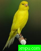 现代金丝雀流行色彩【组图】系列【三】