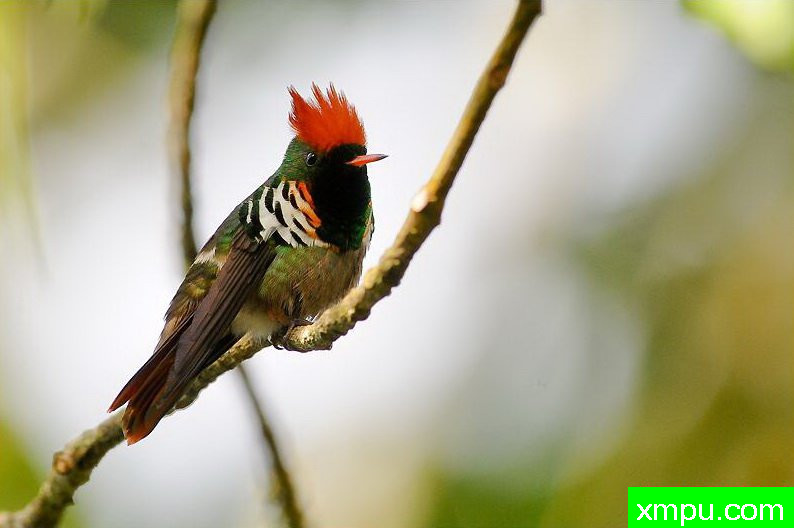 红色荷叶蜂鸟【巴西】