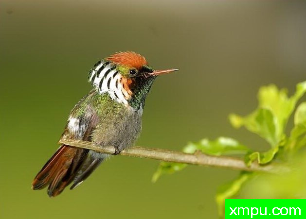 红色荷叶蜂鸟【巴西】