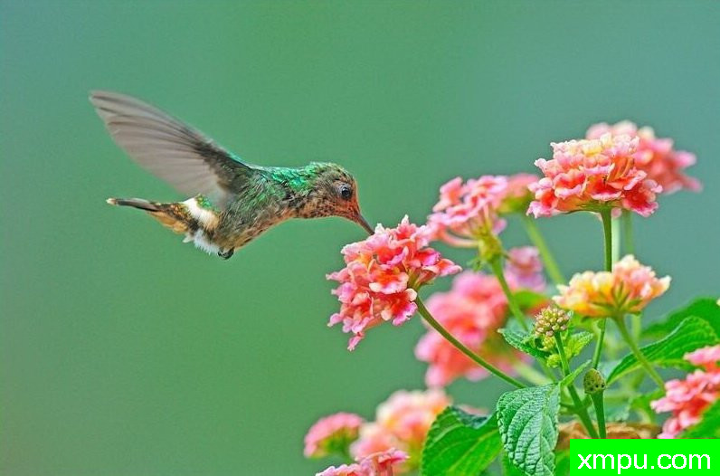 红色荷叶蜂鸟【巴西】