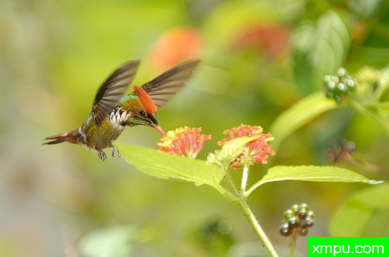 红色荷叶蜂鸟【巴西】