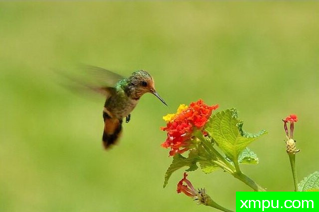 红色荷叶蜂鸟【巴西】