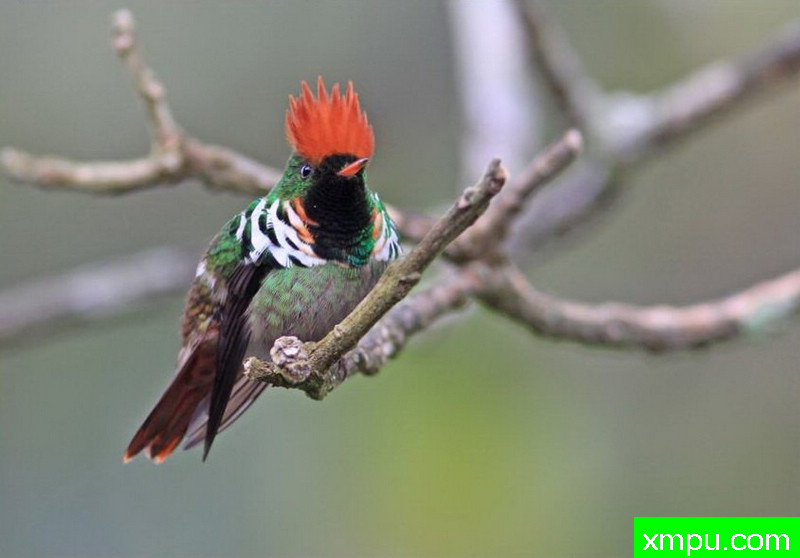 红色荷叶蜂鸟【巴西】