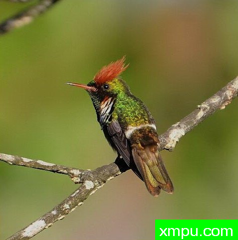 红色荷叶蜂鸟【巴西】