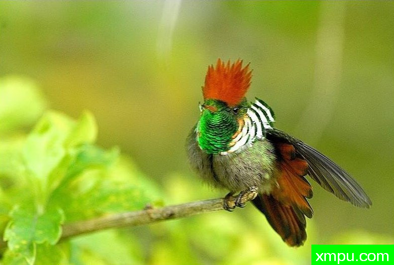 红色荷叶蜂鸟【巴西】