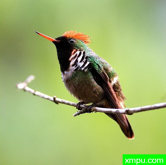 红色荷叶蜂鸟【巴西】
