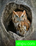 美丽的小鸟--荒野摄影大师蒂姆恩斯特【美国】摄影