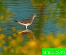 美丽的小鸟--荒野摄影大师蒂姆恩斯特【美国】摄影