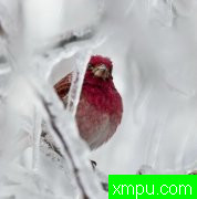 美丽的小鸟--荒野摄影大师蒂姆恩斯特【美国】摄影