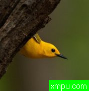 美丽的小鸟--荒野摄影大师蒂姆恩斯特【美国】摄影