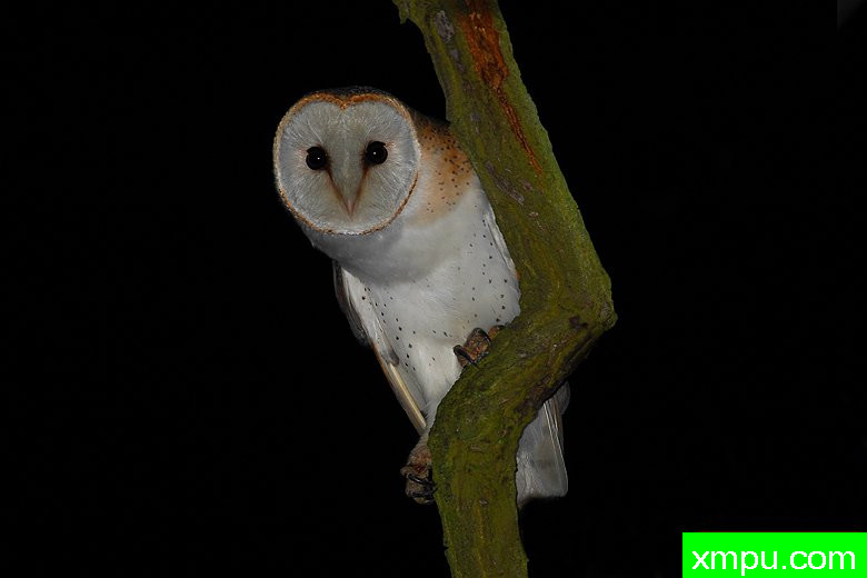 草鸮----野外摄影师尼克摄影作品系列