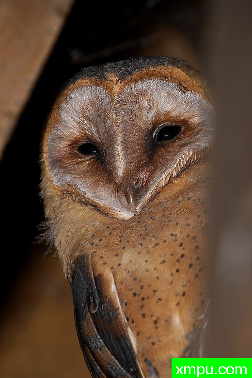 草鸮----野外摄影师尼克摄影作品系列