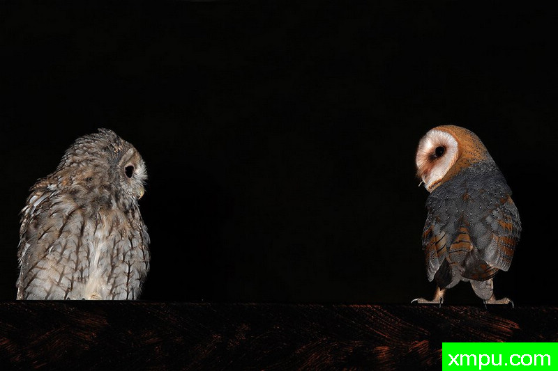 草鸮----野外摄影师尼克摄影作品系列