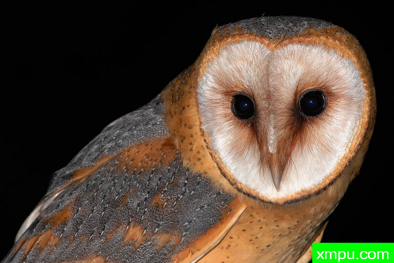 草鸮----野外摄影师尼克摄影作品系列